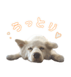 我が家の家族(犬編)（個別スタンプ：24）