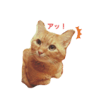 続とらじろにゃん（個別スタンプ：1）
