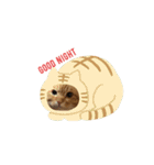 続とらじろにゃん（個別スタンプ：2）