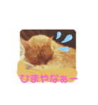 続とらじろにゃん（個別スタンプ：13）
