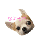 チワワのバリーくんの一日（個別スタンプ：1）