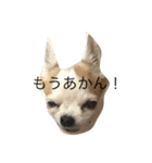 チワワのバリーくんの一日（個別スタンプ：2）