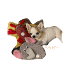 チワワのバリーくんの一日（個別スタンプ：3）