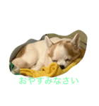チワワのバリーくんの一日（個別スタンプ：6）