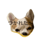 チワワのバリーくんの一日（個別スタンプ：7）