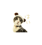 こたろうずくらぶ（個別スタンプ：2）