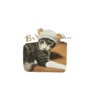 こたろうずくらぶ（個別スタンプ：7）