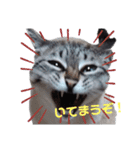 さとう家の猫たち（個別スタンプ：1）