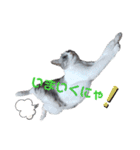 さとう家の猫たち（個別スタンプ：3）
