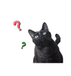 さとう家の猫たち（個別スタンプ：4）