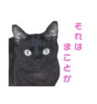 さとう家の猫たち（個別スタンプ：5）