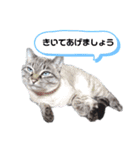 さとう家の猫たち（個別スタンプ：6）