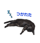 さとう家の猫たち（個別スタンプ：7）