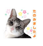 さとう家の猫たち（個別スタンプ：8）