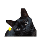 さとう家の猫たち（個別スタンプ：9）