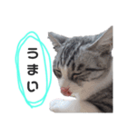 さとう家の猫たち（個別スタンプ：11）