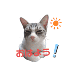 さとう家の猫たち（個別スタンプ：13）
