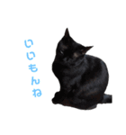 さとう家の猫たち（個別スタンプ：16）