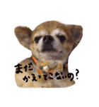 おれ、まろんですけどなにか？（個別スタンプ：11）