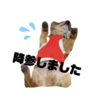おれ、まろんですけどなにか？（個別スタンプ：14）