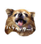 おれ、まろんですけどなにか？（個別スタンプ：16）