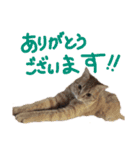 加藤家のミミココ（個別スタンプ：1）