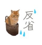 加藤家のミミココ（個別スタンプ：6）