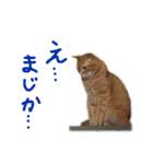 加藤家のミミココ（個別スタンプ：9）