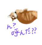 加藤家のミミココ（個別スタンプ：11）