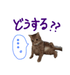 加藤家のミミココ（個別スタンプ：15）