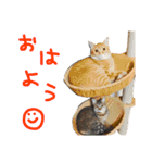 加藤家のミミココ（個別スタンプ：18）
