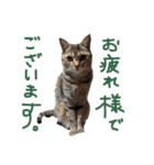 加藤家のミミココ（個別スタンプ：19）