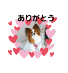 ぱぴぱぴパピヨン1（個別スタンプ：1）