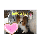 ぱぴぱぴパピヨン1（個別スタンプ：10）