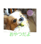 ぱぴぱぴパピヨン1（個別スタンプ：11）