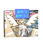 ぱぴぱぴパピヨン1（個別スタンプ：16）
