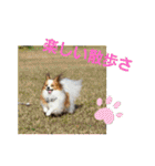 ぱぴぱぴパピヨン1（個別スタンプ：20）