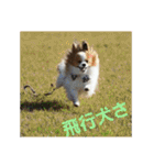 ぱぴぱぴパピヨン1（個別スタンプ：21）