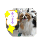 ぱぴぱぴパピヨン1（個別スタンプ：23）