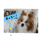ぱぴぱぴパピヨン1（個別スタンプ：26）