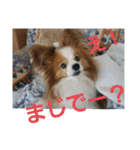 ぱぴぱぴパピヨン1（個別スタンプ：27）