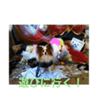 ぱぴぱぴパピヨン1（個別スタンプ：30）