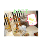 ぱぴぱぴパピヨン1（個別スタンプ：31）