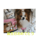 ぱぴぱぴパピヨン1（個別スタンプ：36）