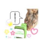 うさぎのゆるゆるスタンプ～チップ～1（個別スタンプ：5）
