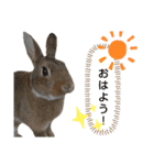 うさぎのゆるゆるスタンプ～チップ～1（個別スタンプ：6）