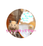 うちのハムちゃんとハムちゃんだけ（個別スタンプ：3）
