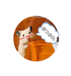 うちのハムちゃんとハムちゃんだけ（個別スタンプ：4）