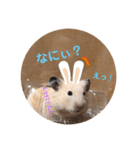 うちのハムちゃんとハムちゃんだけ（個別スタンプ：5）