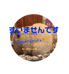 うちのハムちゃんとハムちゃんだけ（個別スタンプ：7）